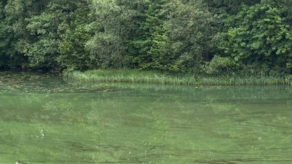 Lenke til artikkel: Mistanke om oppblomstring av blågrønnalger i Basseng F på Stakkestad