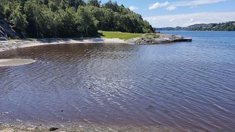 Lenke til artikkel: Humus i Dragavika