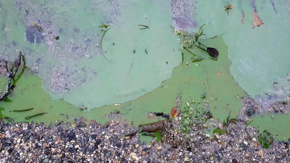 Lenke til artikkel: Mistanke om oppblomstring av blågrønnalger i Aksdalsvatnet 
