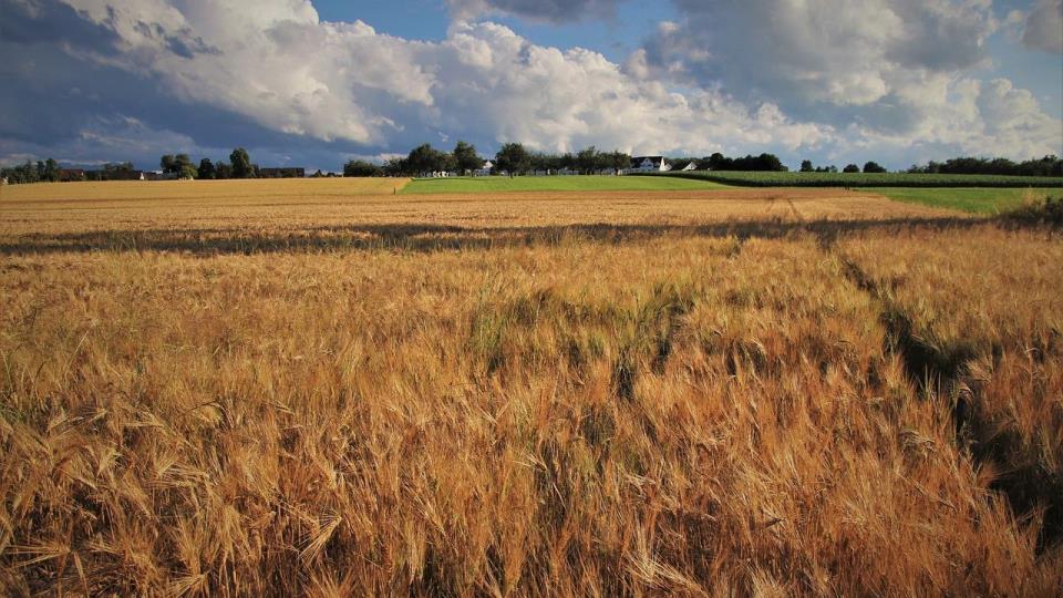 Lenke til artikkel: Støtteordninger ved tørke og mulig produksjonssvikt i landbruket