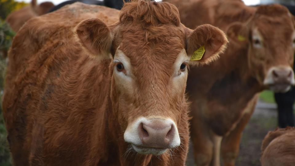 Lenke til artikkel: Ikke påvist storfetuberkulose