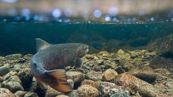 Lenke til artikkel: Sjøørretprosjektet i Tysvær kartlegger bekker og elver