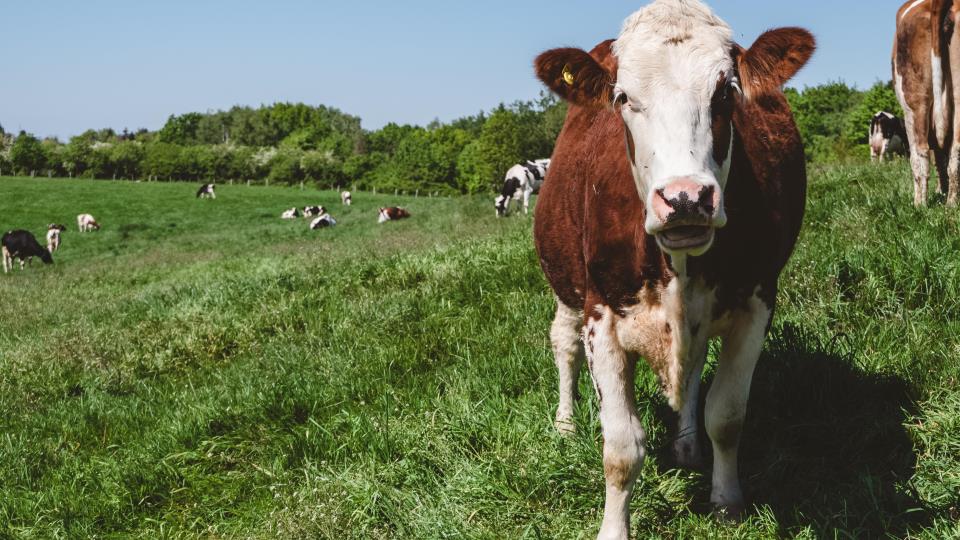 Lenke til artikkel: Fagmøte om biogassproduksjon 18.november