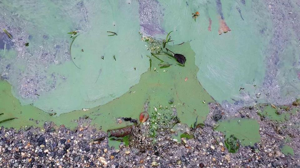 Lenke til artikkel: Mistanke om oppblomstring av blågrønnalger i Aksdalsvatnet – vær oppmerksom!